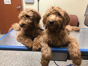Goldendoodle Vet