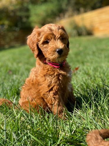 Mini goldendoodle puppies
