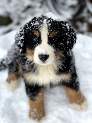 Mini bernedoodles