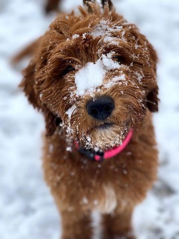 Mini goldendoodle puppy
