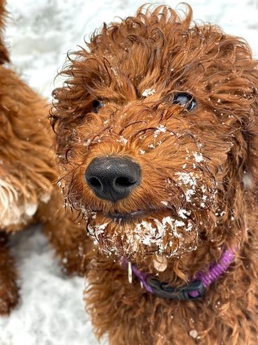 Mini goldendoodle puppies