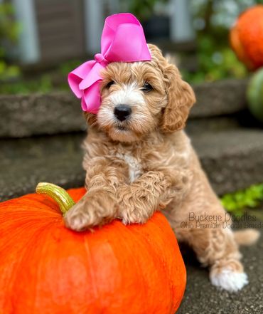Adorable doodle puppy with a pink bow beside a large orange pumpkin outdoors.
