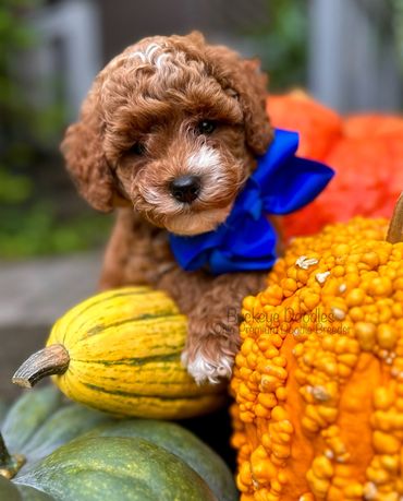 Curly brown puppy with a blue bow among colorful pumpkins and gourds.