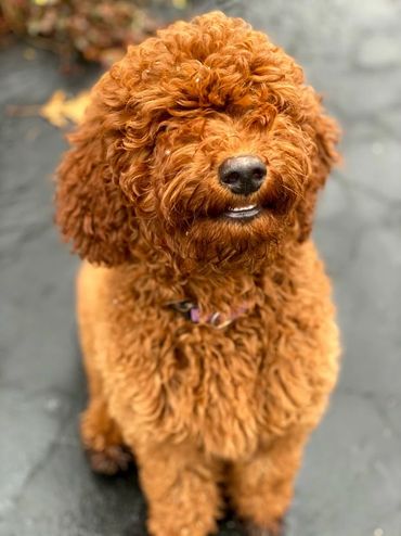 Mini goldendoodle puppy