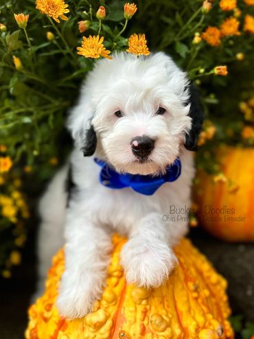 Fluffy white and black puppy with blue bow on a bumpy orange pumpkin surrounded by yellow flowers.