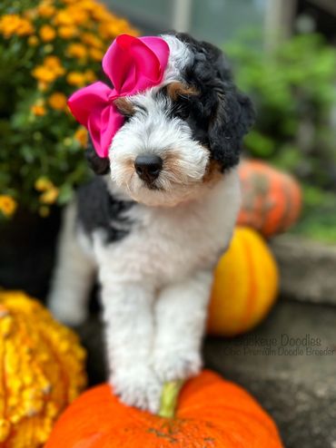 Fluffy puppy with a pink bow standing on a pumpkin.