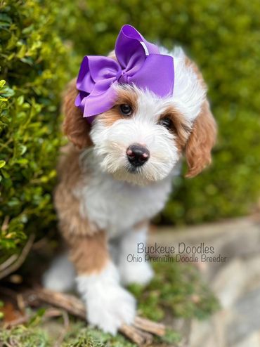 Adorable doodle puppy with a purple bow sitting outdoors near greenery.