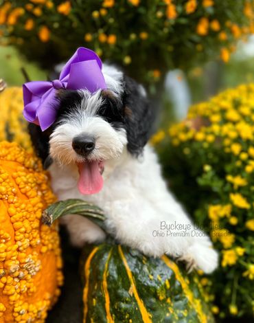 Black and white doodle puppy with a purple bow among pumpkins and flowers.
