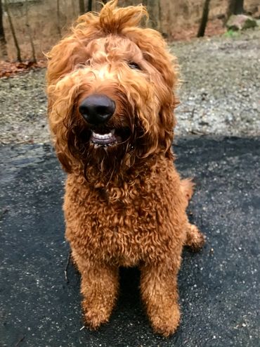 Red goldendoodle