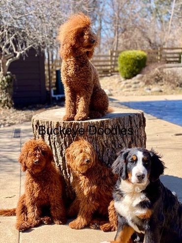 mini goldendoodles and mini bernedoodles