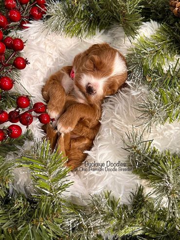 Sleeping puppy nestled in a festive Christmas wreath.