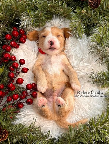 Sleeping puppy nestled in a festive Christmas wreath with pinecones and red berries.