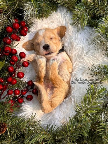 Sleeping puppy nestled in festive holiday greenery and red berries.