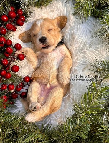Sleeping puppy nestled in festive holiday greenery and red berries.
