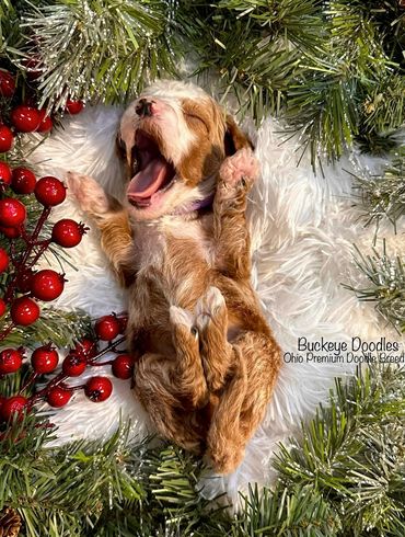 Yawning puppy surrounded by festive greenery and red berries.