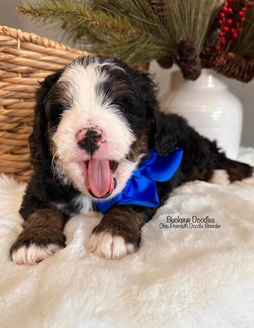 Yawning Bernedoodle puppy with a blue bow, resting on a soft white blanket.
