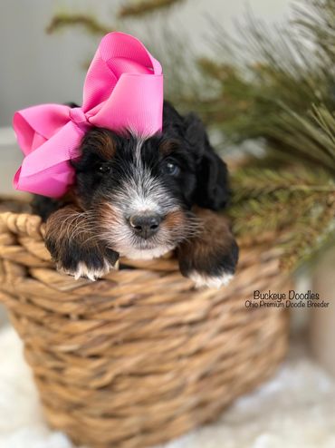 Adorable puppy with a big pink bow resting in a wicker basket.