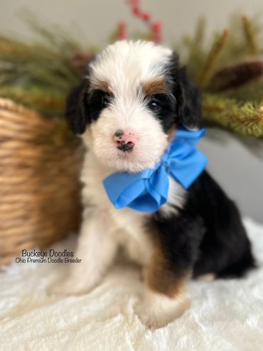Adorable Bernedoodle puppy with a blue bow sitting on a soft white blanket.