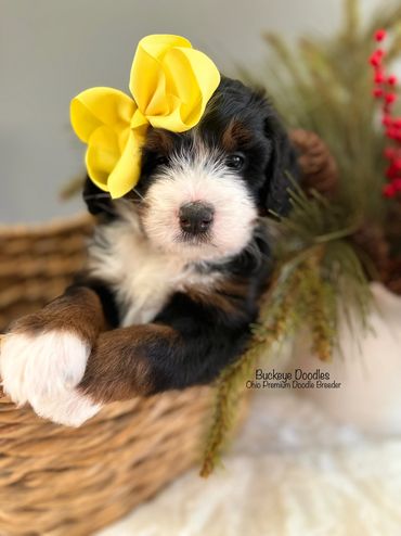 Adorable puppy with a yellow bow resting in a wicker basket.