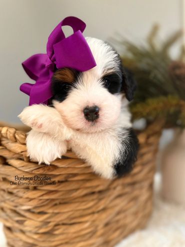 Fluffy puppy with a purple bow in a woven basket.