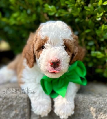 Cute brown and white doodle puppy with a green bow.
