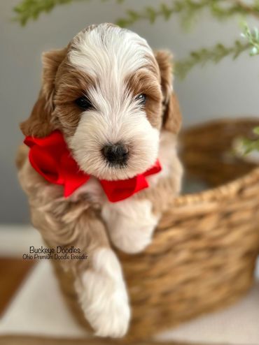 Adorable brown and white puppy with a red bow in a wicker basket.