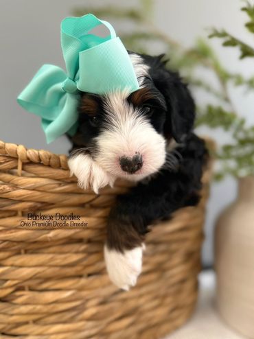 Cute puppy with a big turquoise bow resting in a woven basket.