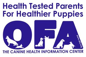 Health tested mini goldendoodles and mini bernedoodles