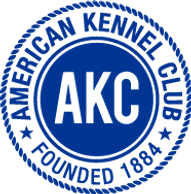 Registered mini poodles, mini goldendoodles and mini bernedoodles