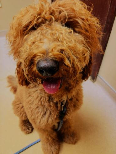 Red Mini Goldendoodle Ohio