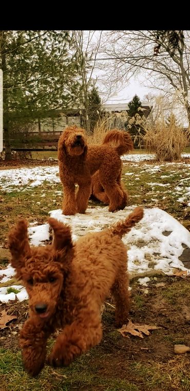 Mini goldendoodle puppies