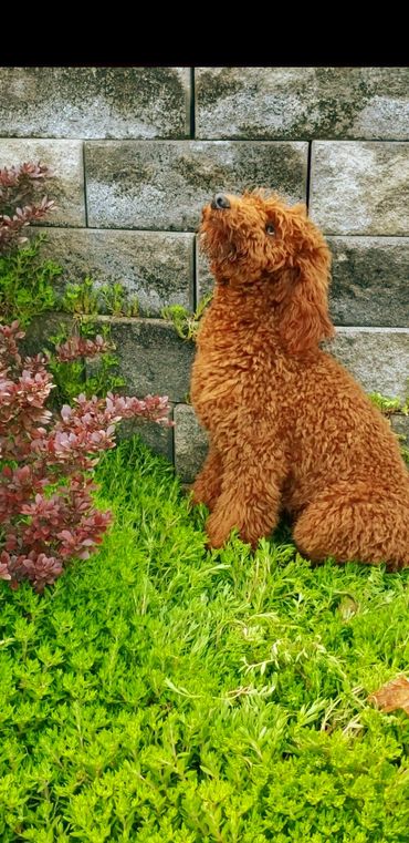 Mini goldendoodle puppy