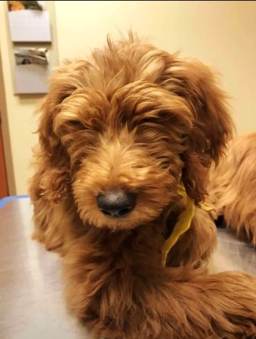 Curly Goldendoodle puppy in Ohio