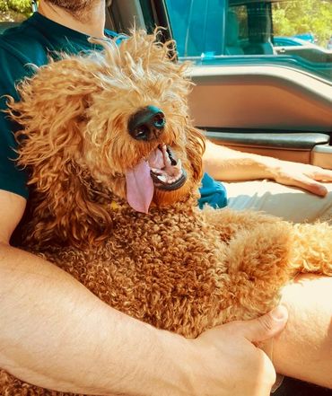 Red goldendoodle