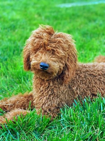 Mini goldendoodle puppies