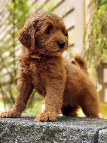 Mini goldendoodle puppies