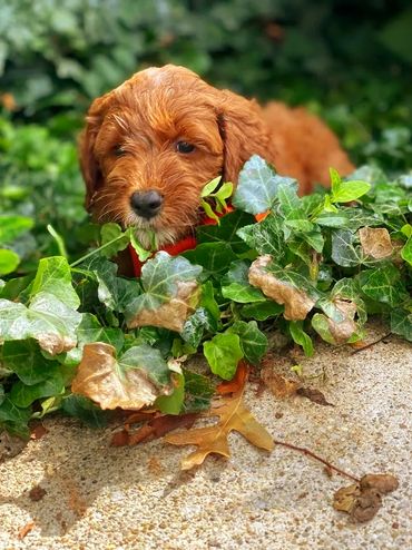 Mini goldendoodle puppies