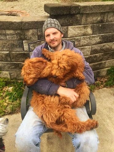 Mini goldendoodle puppies