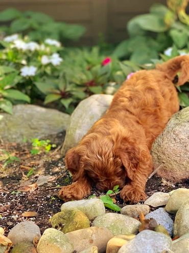 Mini goldendoodle puppies