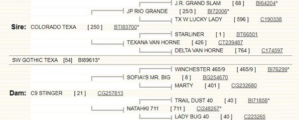 Registered Texas Longhorn Cow
milbauerranch.com
Milbauer Ranch
Southeastern Oklahoma