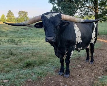 Registered Texas Longhorn Cow
milbauerranch.com
Milbauer Ranch
Southeastern Oklahoma