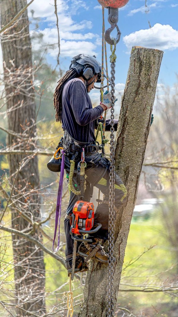 An arborist wearing safety gear climbs a tree with a chainsaw attached.