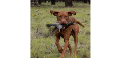 Directions to the training site (The coordinates: 31.73044,-110.60872):
1. I-10 towards New Mexico u