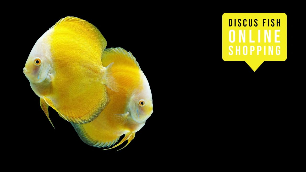 Solid Yellow Discus Fish Online Shopping