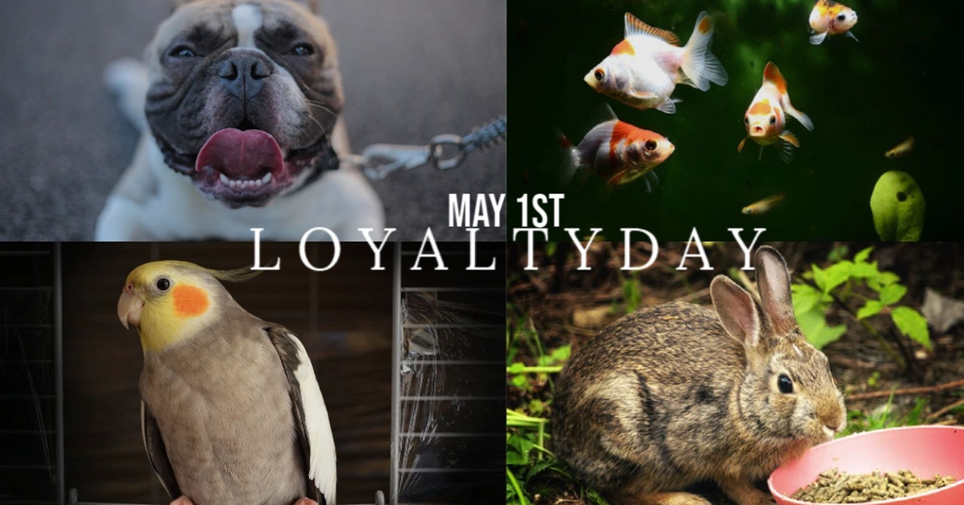 Live Pet Group Together We Sale Live Pet And Supply.