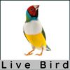 Gouldian Finch Live Bird 