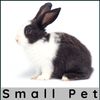 Black And White Live Rabbit Small Pet