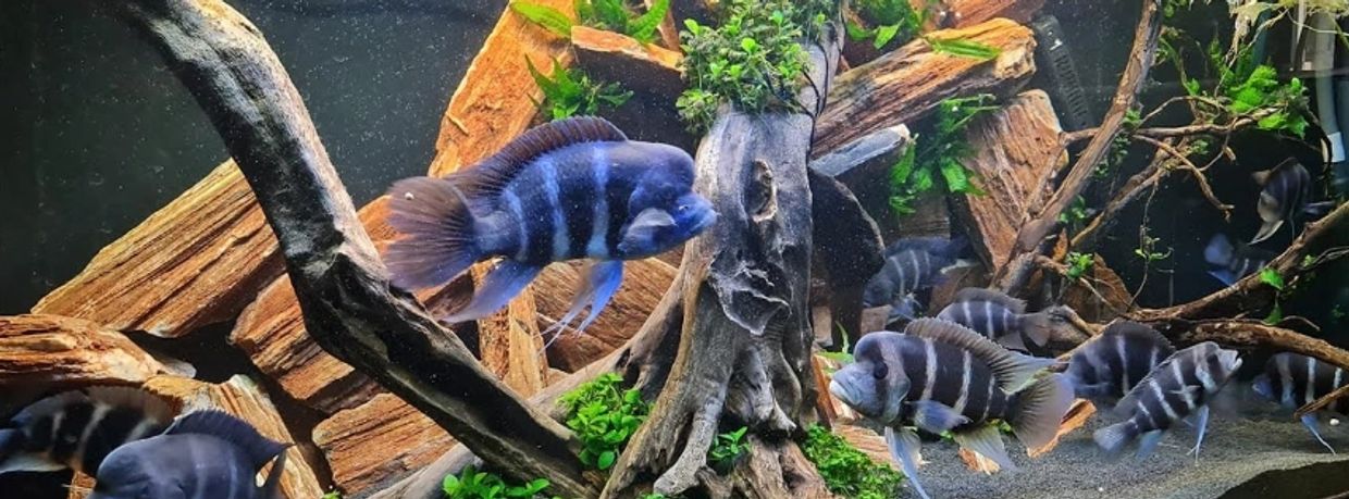 Buy African Cichlid Fish  At Wholesale Price