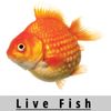 Live Aquarium Fish Shop