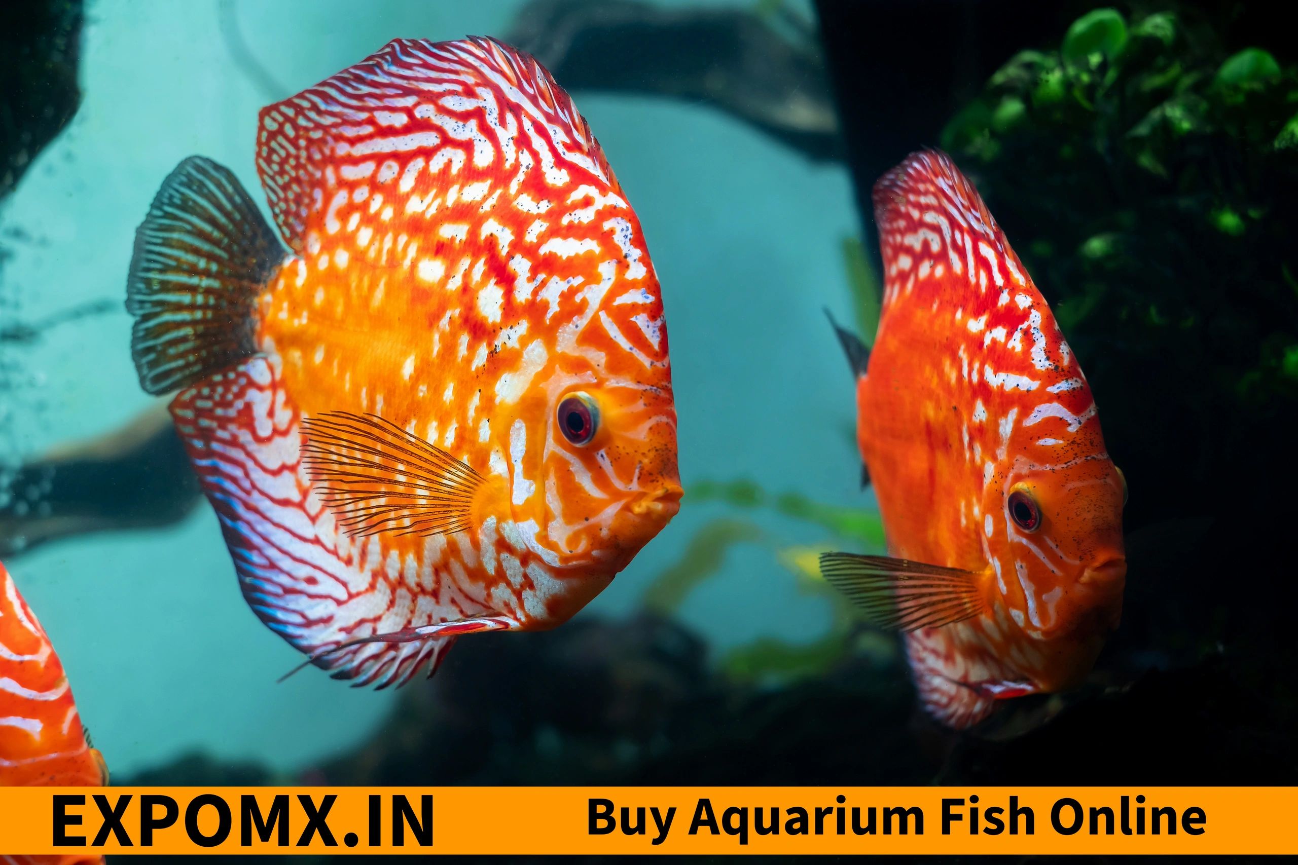 Buy Aquarium Fish Online 